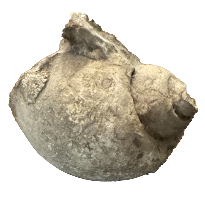 144 to 65 million years old Cretaceous age Gastropod
